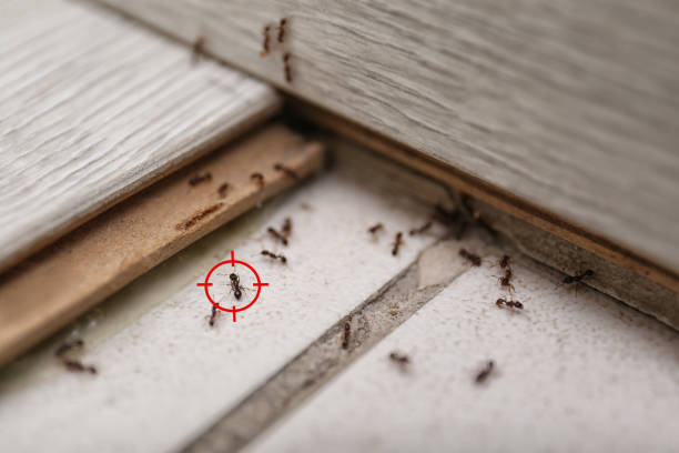 Best Residential Pest Control  in Johnston City, IL