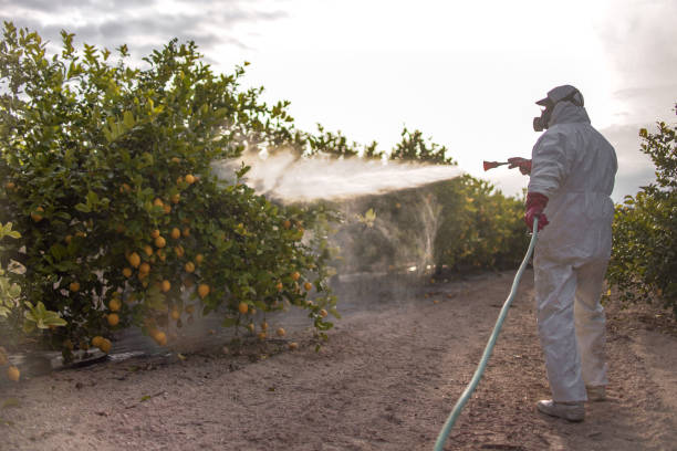 Best Bed Bug Extermination  in Johnston City, IL
