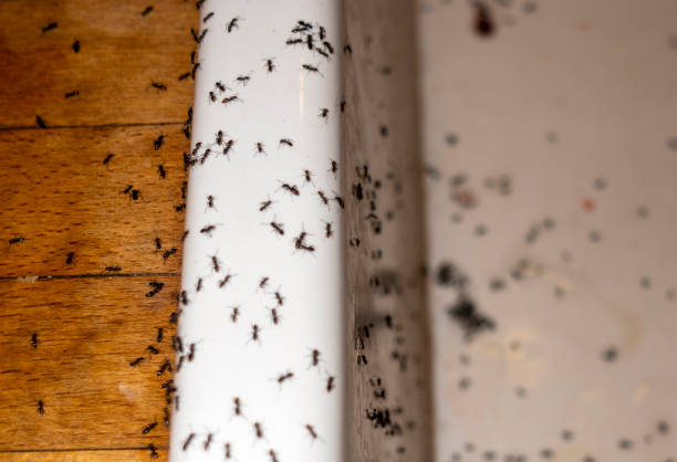 Best Best Pest Control Companies  in Johnston City, IL
