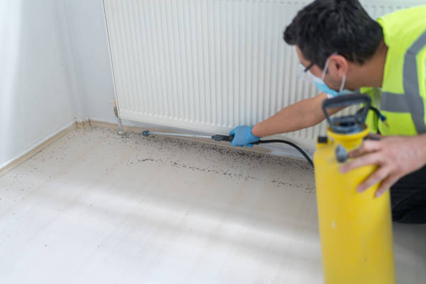 Best Termite Control Services  in Johnston City, IL